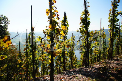 Weinberg bei Ürzig