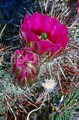 Cactus flower