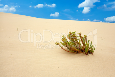 sand dunes