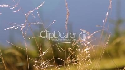 Grass, Trees and Morning. Follow Focus