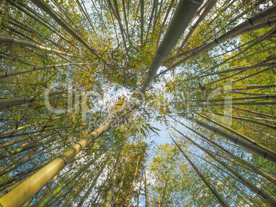 Bamboo tree