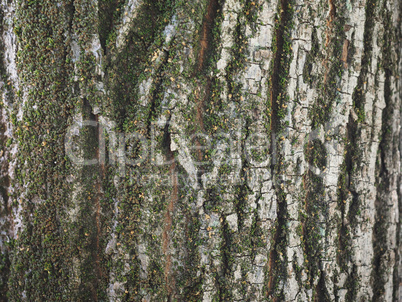 Tree bark background