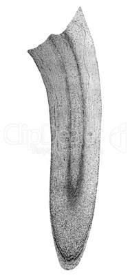 Black and white Corn root tip micrograph