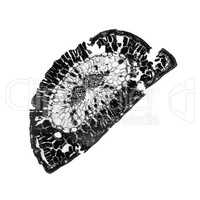 Black and white Pine leaf micrograph