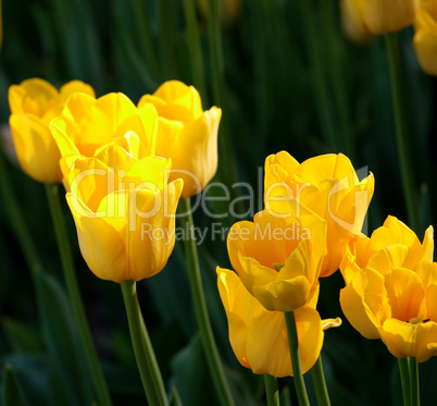 Yellow tulips