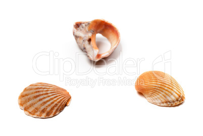 Seashells and broken rapana isolated on white background