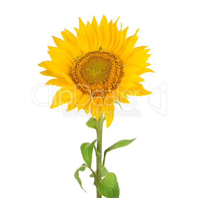 Sunflower isolated on white background