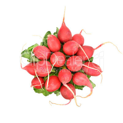 Red radish