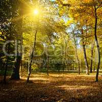 Rays of sun in autumn park