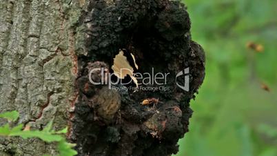 European hornet (Vespa crabro) in the nest