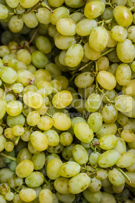 Grapes for white wine
