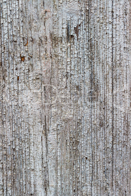 Old wood texture