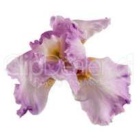 Violet flower of iris, isolated on white background