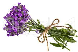 Bouquet of violet wild lavender flowers in dewdrops and tied wit