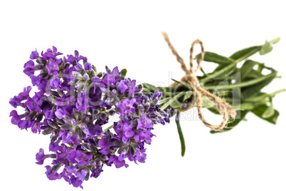 Bouquet of violet wild lavender flowers, tied with bow, isolated