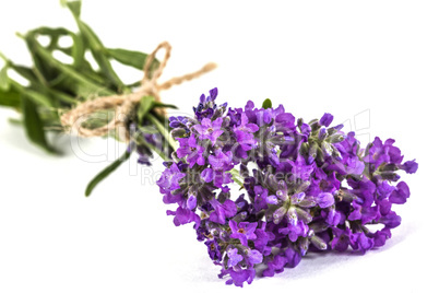 Bouquet of violet wild lavender flowers, tied with bow, isolated