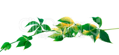 Green yellowed branch of grapes leaves