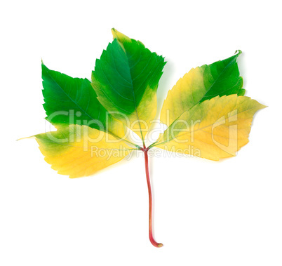 Multicolorl grapes leaf on white background