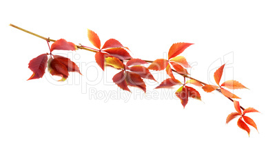 Red autumnal twig of grapes leaves (Parthenocissus quinquefolia
