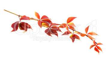 Red autumnal twig of grapes leaves (Parthenocissus quinquefolia