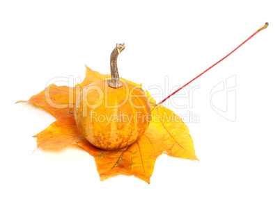 Small orange decorative pumpkin on dry autumn maple leaf