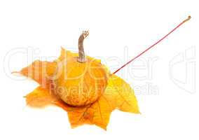 Small orange decorative pumpkin on dry autumn maple leaf