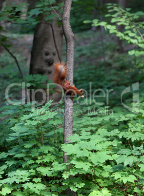 Red squirrel on tree with walnut