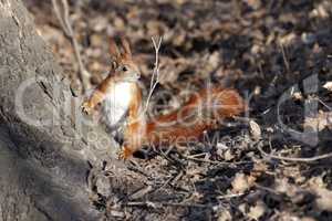 Red squirrel in forest