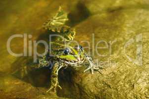 edible frog in muddy water