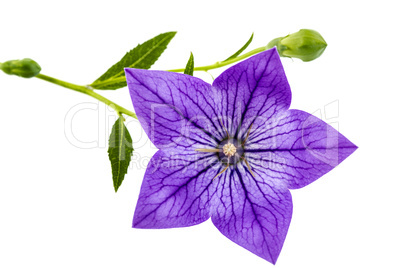 Purple flower of Platycodon (Platycodon grandiflorus) or bellflo