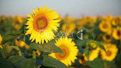 Field of Beautiful Sunflowers