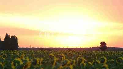 Dawn on The Field With Sunflowers. Timelapse