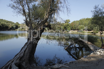 tree&lake