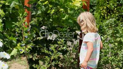 Lovely girl picking fresh blueberries in the garden