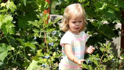Lovely girl picking fresh blueberries in the garden