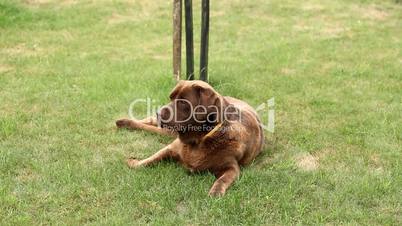 Little girl playing and Brown Labrador retriever eating corn