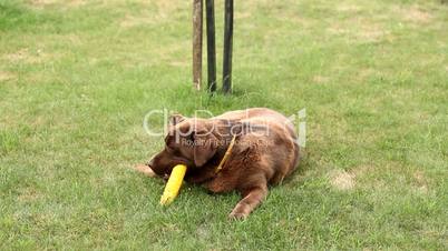 Little girl playing and Brown Labrador retriever eating corn