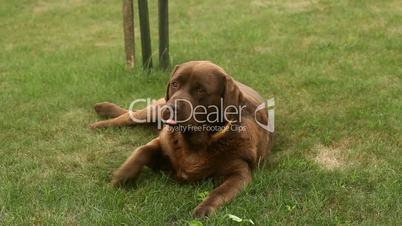 Little girl playing with a Brown Labrador retriever and a yellow cat