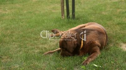 Little girl playing with a Brown Labrador retriever and a yellow cat