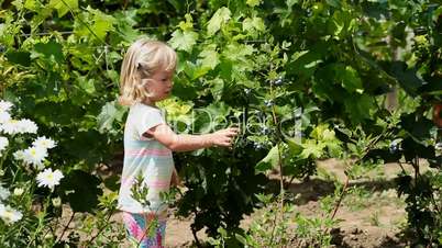 Lovely girl picking fresh blueberries in the garden