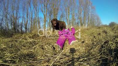 Little girl playing with a Brown Labrador retriever in winter