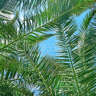 Branches of a coconut tree on background sky.