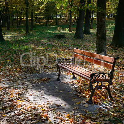 wooden bench in the park in the sunlight
