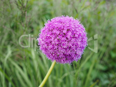 Purple Allium flower