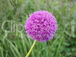 Purple Allium flower