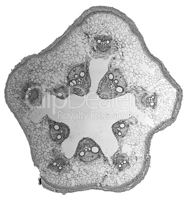 Black and white Cucurbita stem micrograph