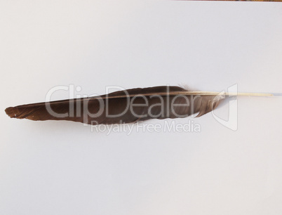 Black Crow bird feather