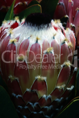 Protea