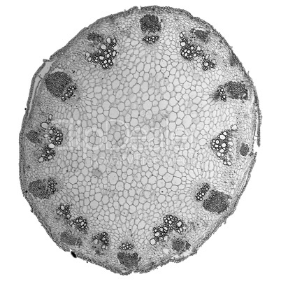 Black and white Heliansthus stem micrograph
