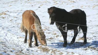 Two Icelandic horses on a meadow